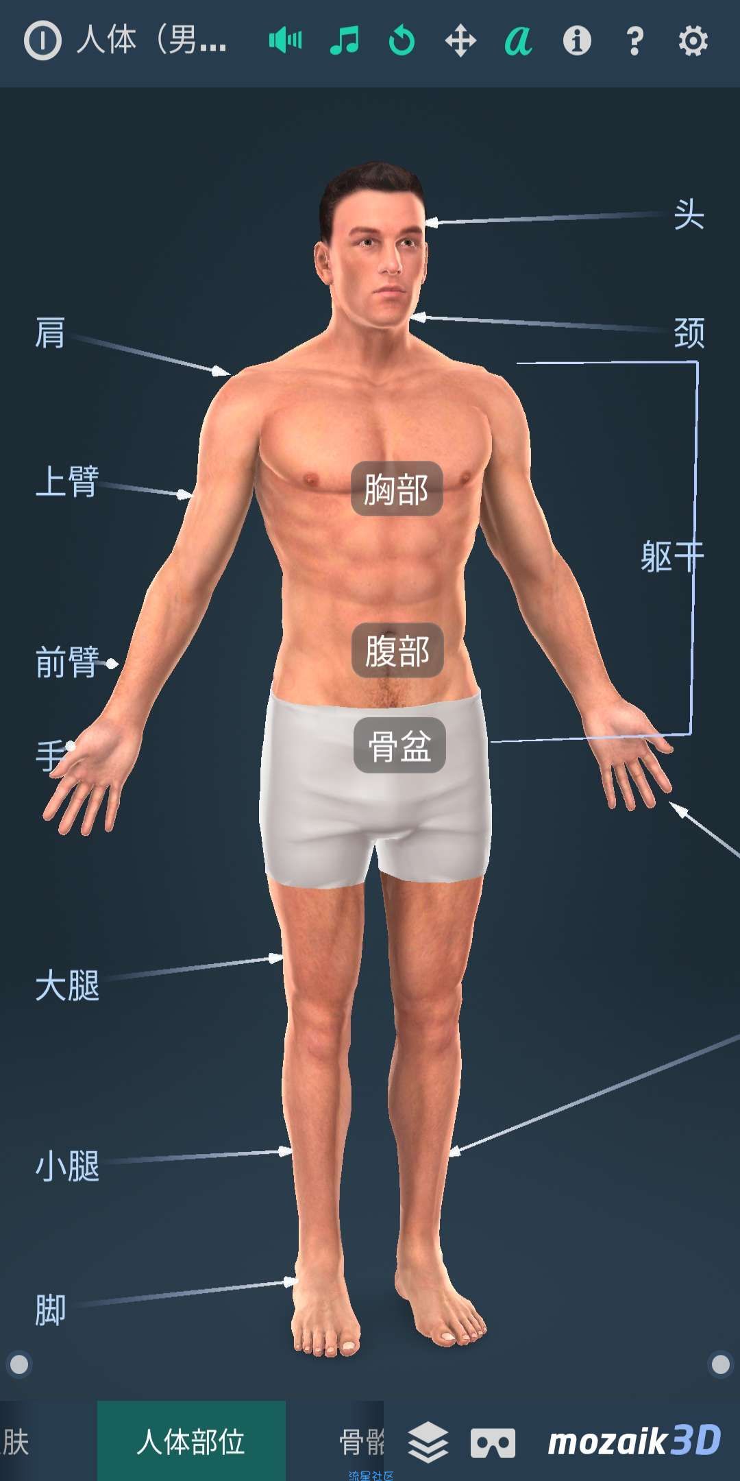 【分享】Human body (male)（人体系统男性3D）