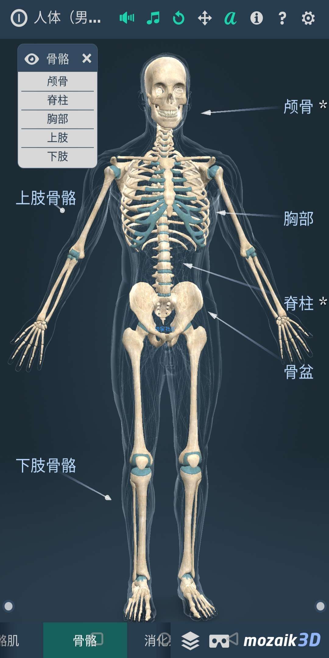 【分享】Human body (male)（人体系统男性3D）