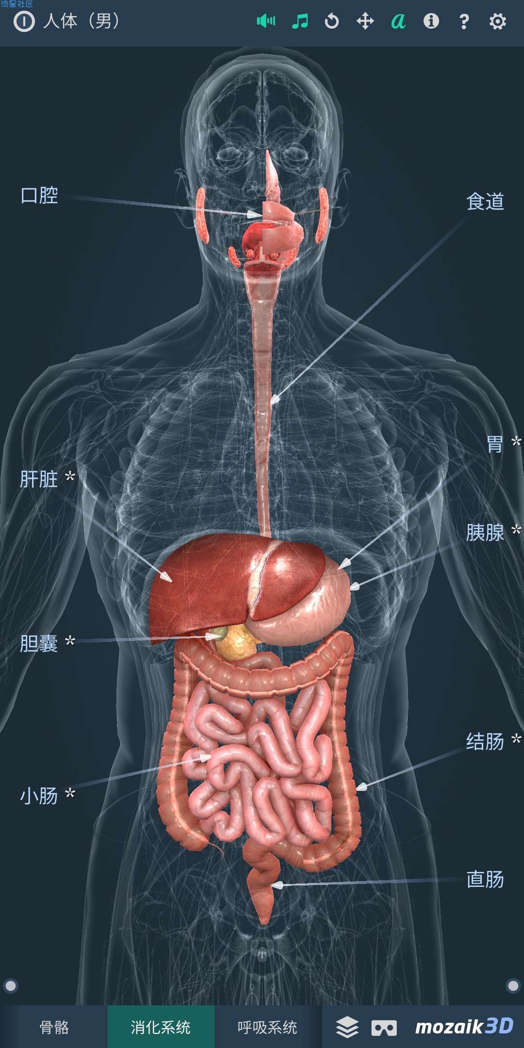 【分享】Human body (male)（人体系统男性3D）