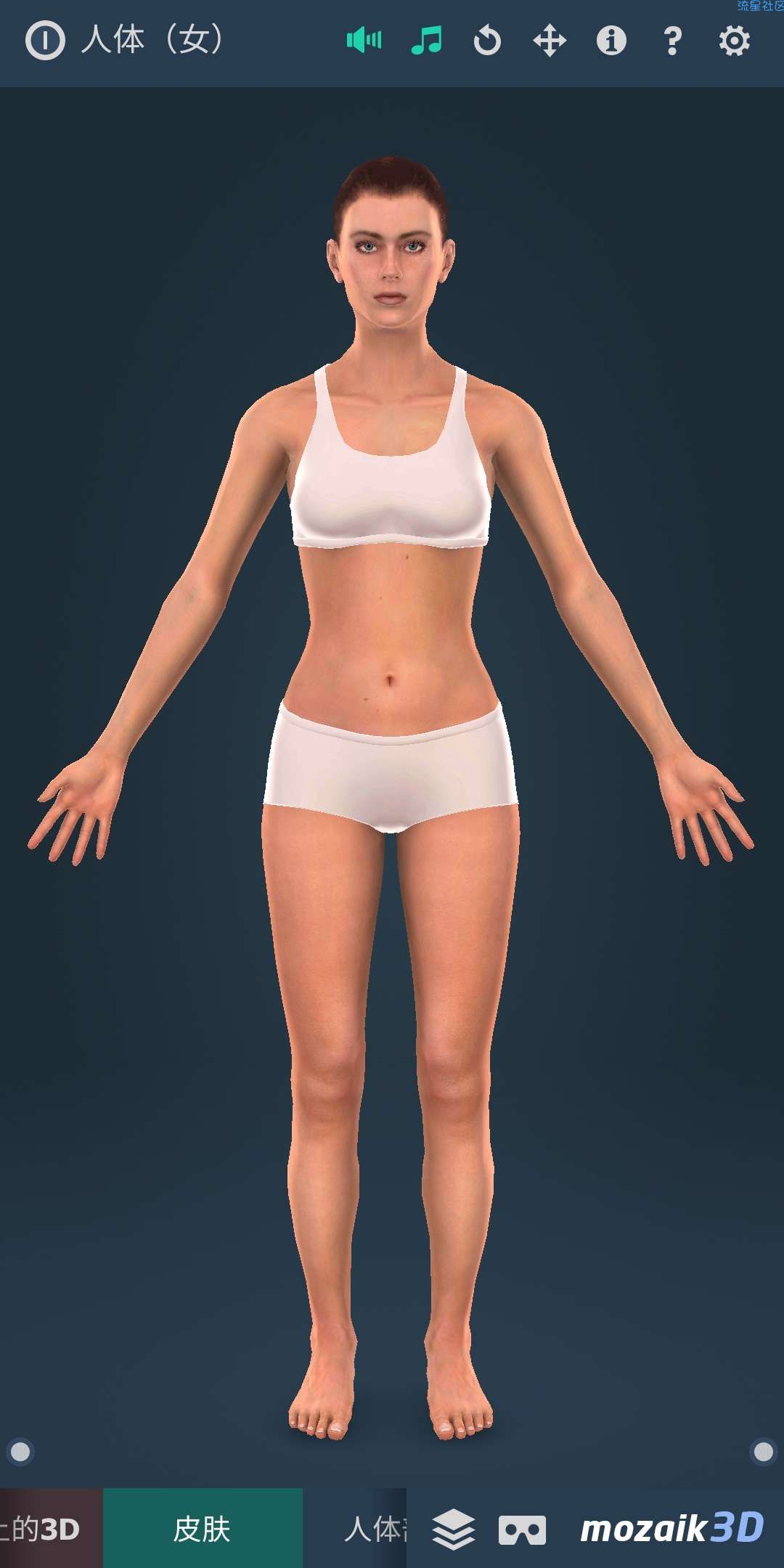 【分享】Human body (female)（人体3D女性）