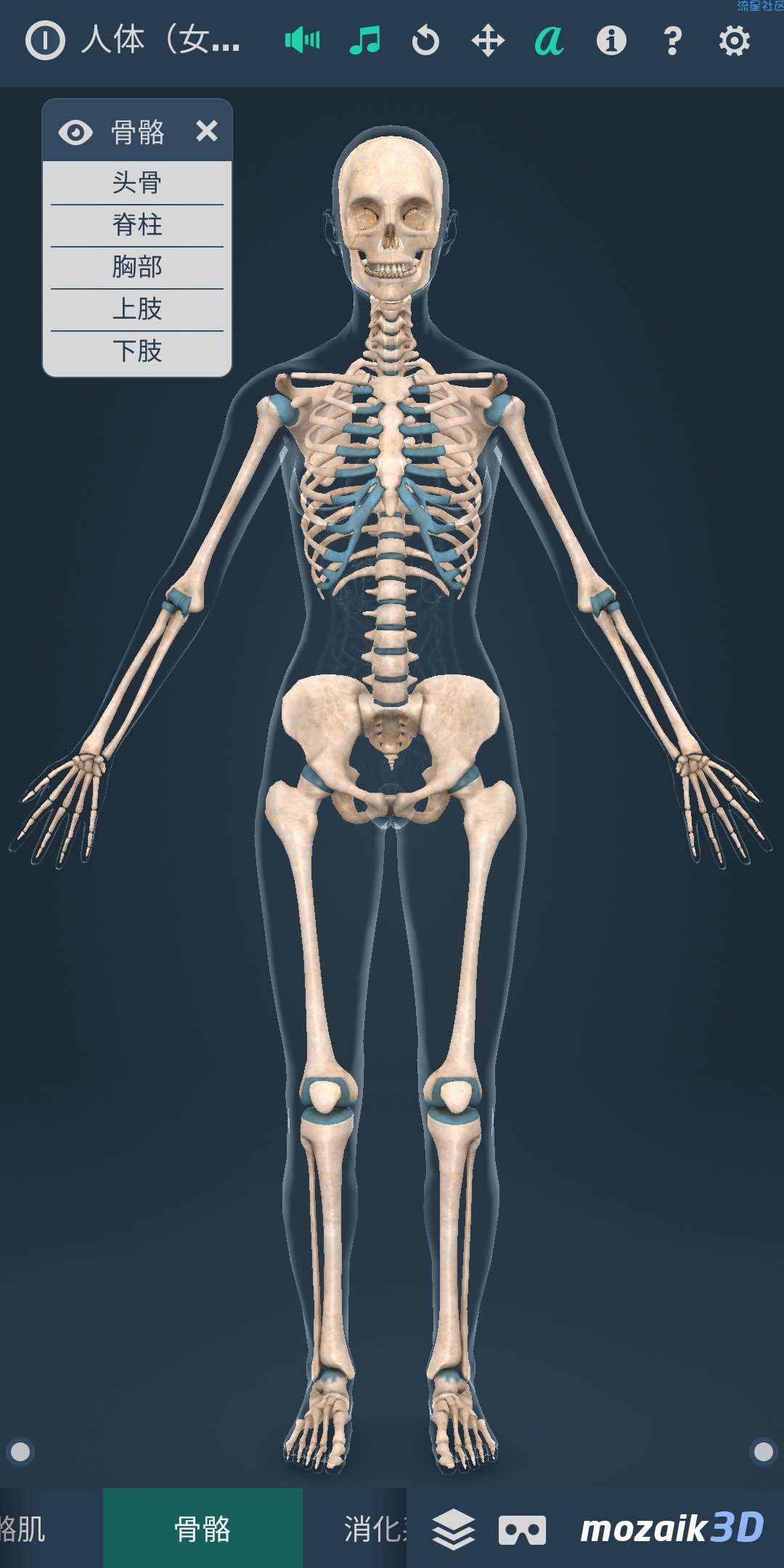 【分享】Human body (female)（人体3D女性）