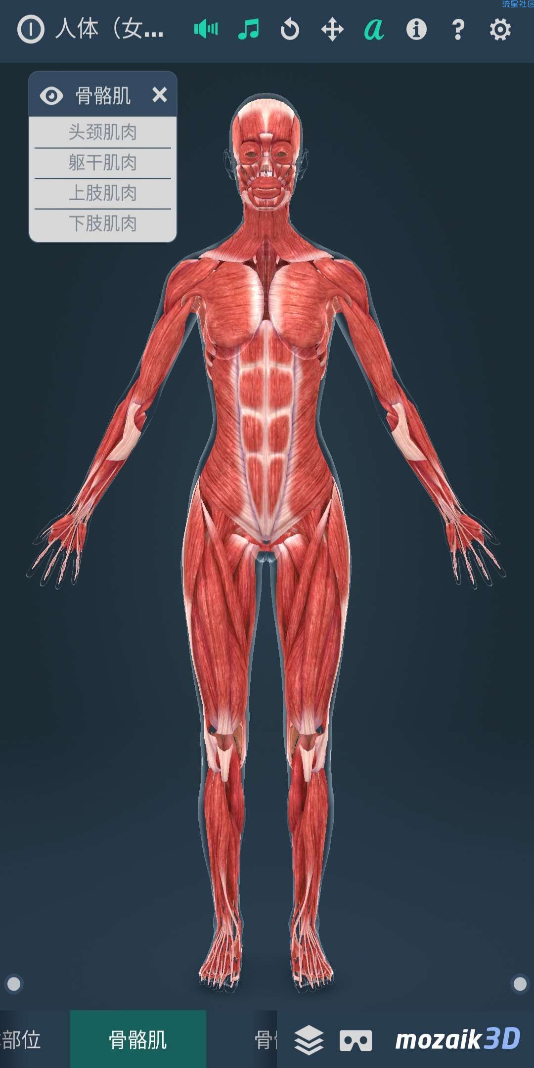 【分享】Human body (female)（人体3D女性）
