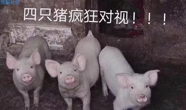 【教程】用termux内网穿透