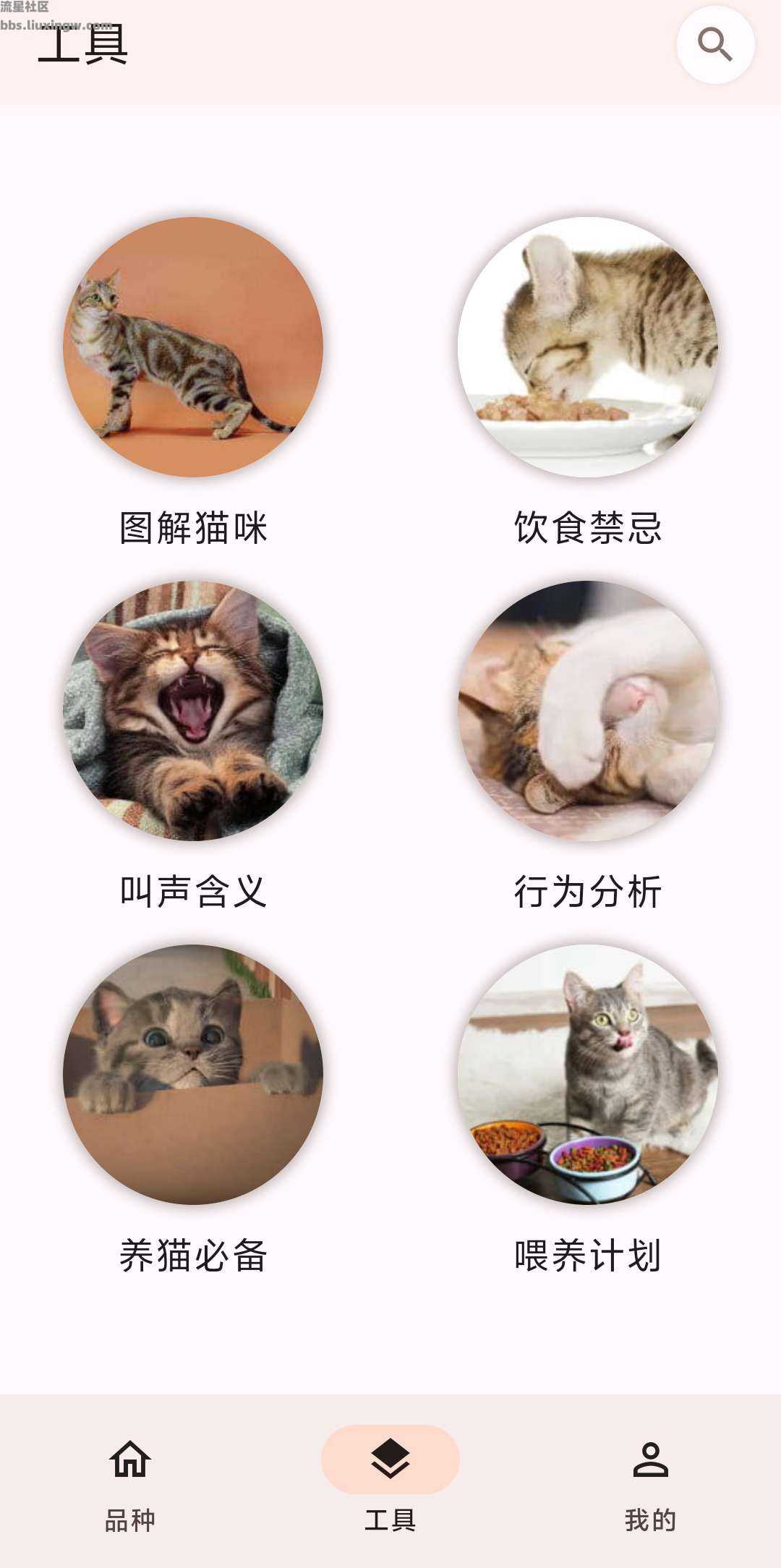 猫品种大全v1.0.6，猫咪百科