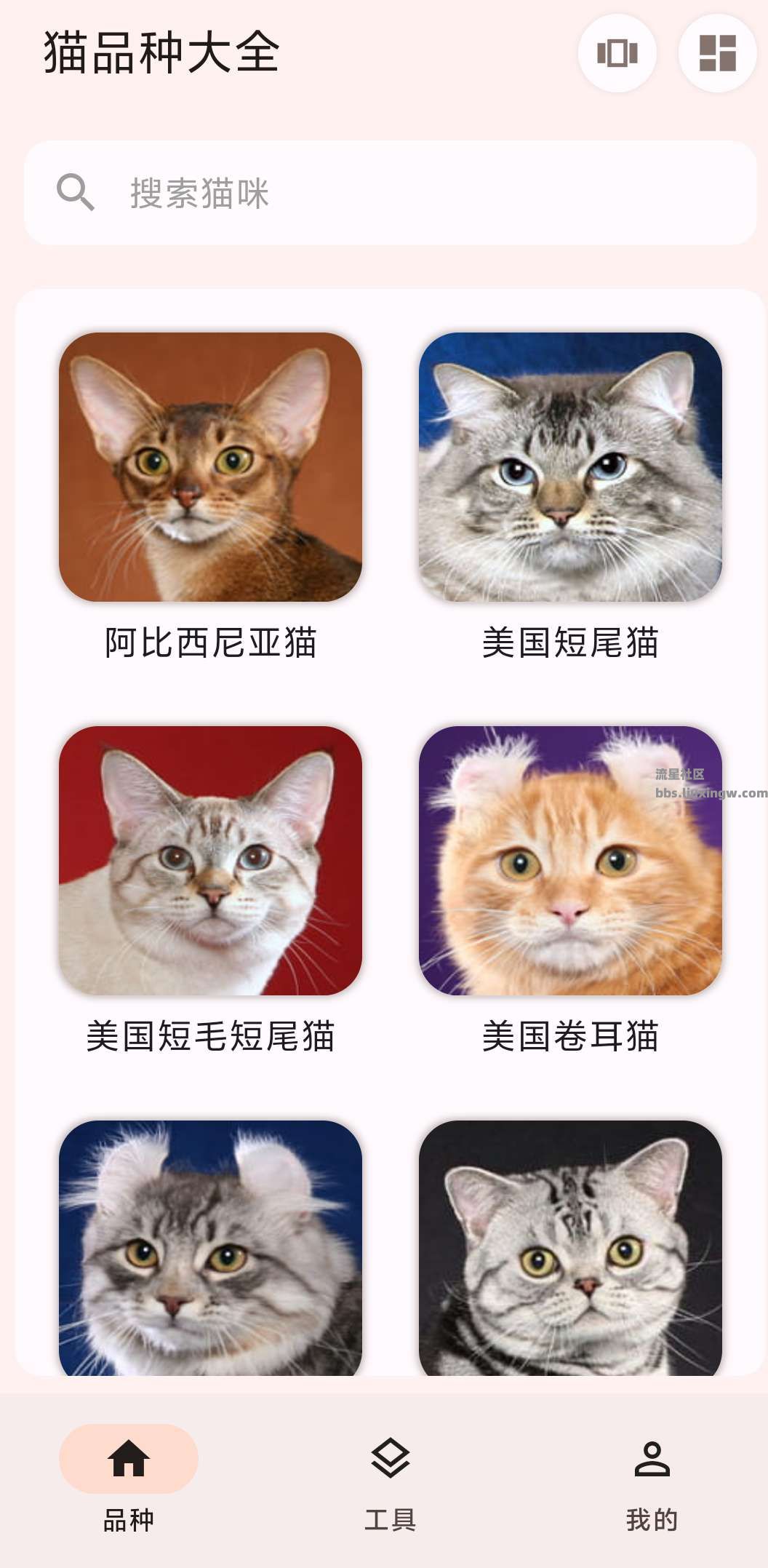 猫品种大全v1.0.6，猫咪百科