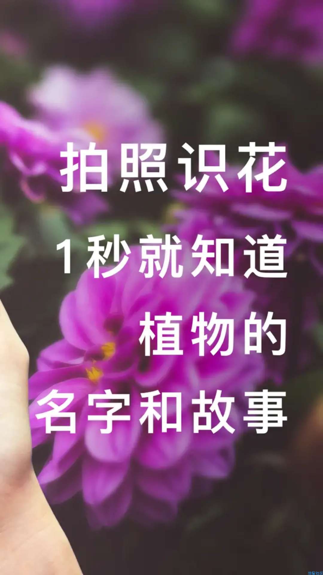 只需1秒就能知道植物的名字和寓意。
